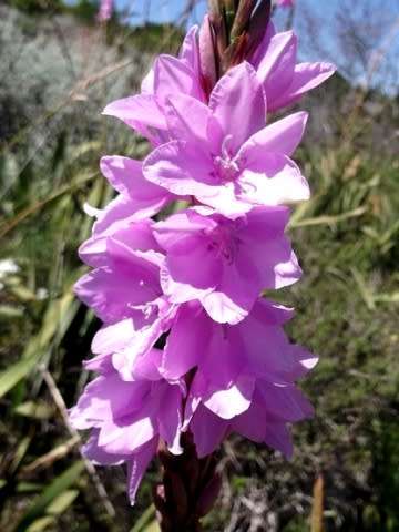 WATSONIA SEEDS MARGINATA - 10 WATSONIA SEEDS