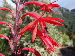 Watsonia Seeds Vanderspuyiae - 10 Watonsia Seeds