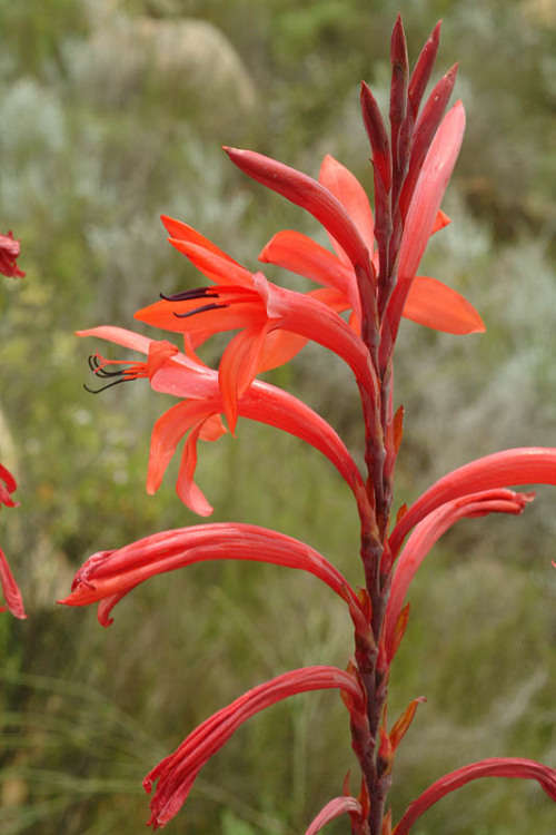 Watsonia Seeds Vanderspuyiae - 10 Watonsia Seeds