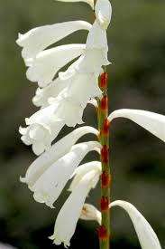 WATSONIA SEEDS WATSONIOIDES - 10 WATSONIA SEEDS