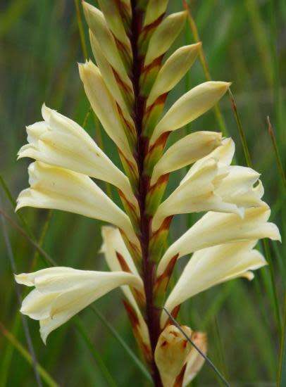 WATSONIA SEEDS WATSONIOIDES - 10 WATSONIA SEEDS