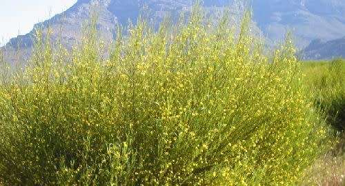 ROOIBOS SEEDS  ASPALATHUS LINEARIS- 10 ROOIBOS SEEDS