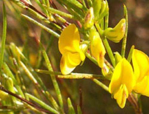 ROOIBOS SEEDS  ASPALATHUS LINEARIS- 10 ROOIBOS SEEDS