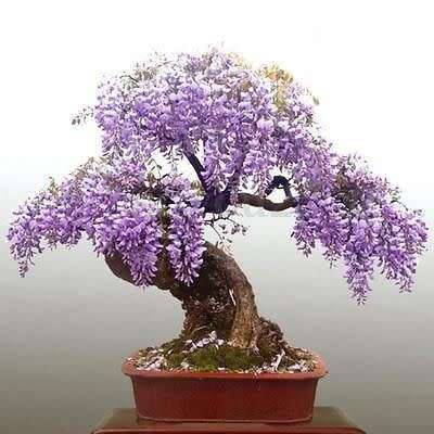 TREE WISTERIA BONSAI SEEDS - 10 WISTERIA SEEDS