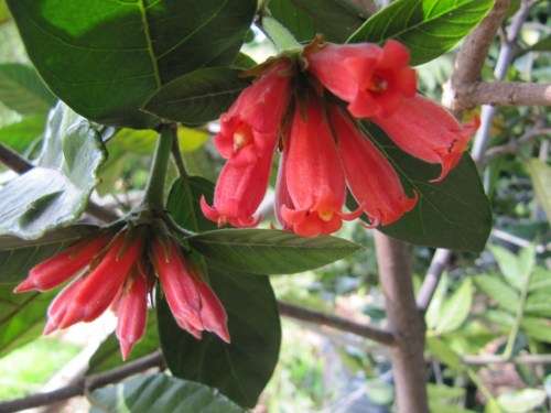 Wild Pomegranate Seeds- 10 Pomegranate Seeds