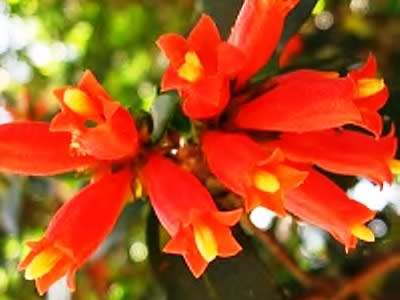 Wild Pomegranate Seeds- 10 Pomegranate Seeds