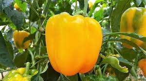 PEPPER SEEDS CALIFORNIA WONDER YELLOW - 100 SWEET PEPPER SEEDS