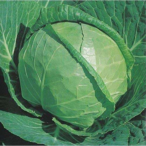 CABBAGE SEEDS GLORY OF ENKHUIZEN - 200 CABBAGE SEEDS