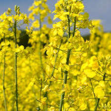 Canola Seeds English Giant Rape - 500 Canola Seeds