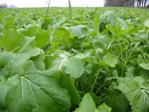 Canola Seeds English Giant Rape - 500 Canola Seeds