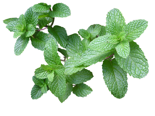 SPEARMINT - MENTHA SPICATA 20 SPEARMINT SEEDS