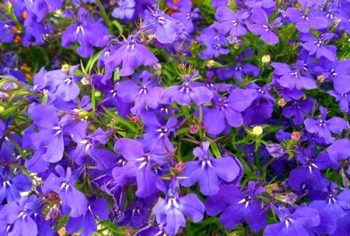 LOBELIA SEEDS CRYSTAL PALACE - 1000 LOBELIA SEEDS