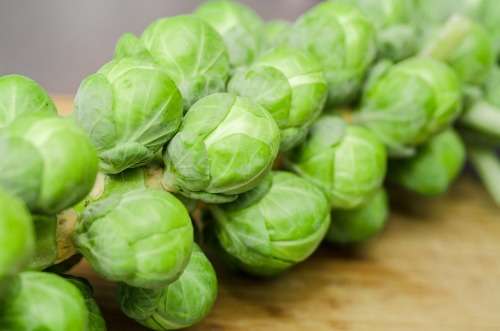 BRUSSEL SPROUTS SEEDS LONG ISLAND 100 SEEDS