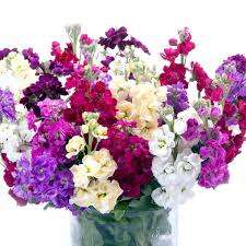 STOCKS GIANT IMPERIAL MIX 250 APPROX. STOCKS SEEDS