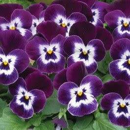 VIOLA SEEDS SORBET PURPLE FACE - 10 VIOLA SEEDS