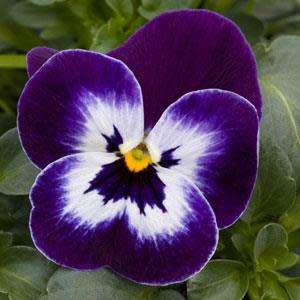 VIOLA SEEDS SORBET PURPLE FACE - 10 VIOLA SEEDS