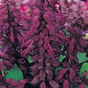 SALVIA SEEDS VISTA PURPLE - 25 SALVIA SEEDS