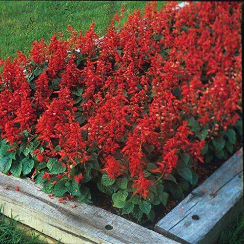 SALVIA SEEDS BLAZE OF FIRE - 50 SALVIA SEEDS