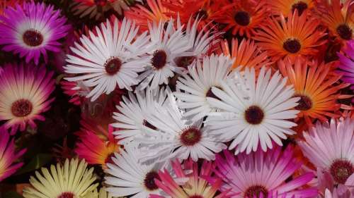 MESEMBRYANTHEMUM LIVINGSTONE DAISY VYGIE MIX -1000+ SEEDS