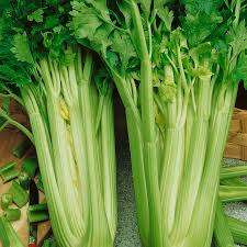 CELERY SEEDS UTAH - 500 CELERY SEEDS