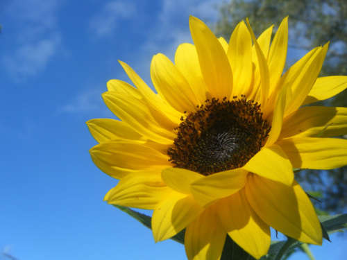 SUNFLOWER CHOCO SUN - 10 SUNFLOWER SEEDS