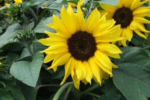 SUNFLOWER CHOCO SUN - 10 SUNFLOWER SEEDS