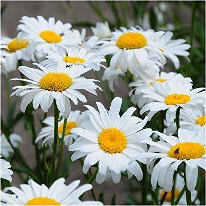 CHRYSANTHEMUM SEEDS PALUDOSUM PURE WHITE - 500 CHRYSANTHEMUM SEEDS