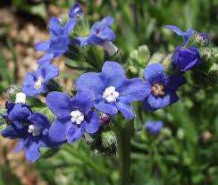 ANCHUSA CAPENSIS SEEDS BLUE ANGEL - 10 ANCHUSA SEEDS