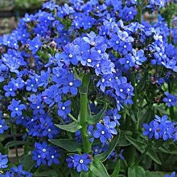 ANCHUSA CAPENSIS SEEDS BLUE ANGEL - 10 ANCHUSA SEEDS
