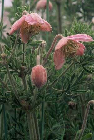 Clematis Seeds Villosa - 5 Clematis Shrub Seeds