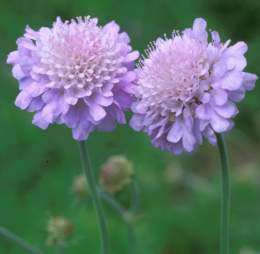 Scabiosa Africana Seeds - 10 Scabiosa Seeds