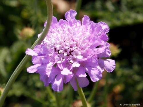Scabiosa Africana Seeds - 10 Scabiosa Seeds