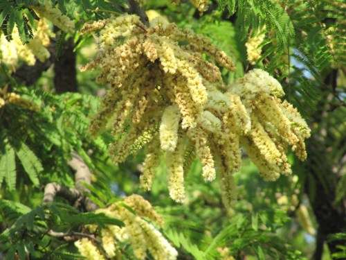 Acacia Caffra - 10 Acacia Seeds