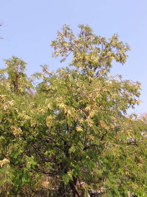 Acacia Caffra - 10 Acacia Seeds