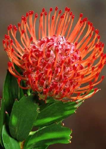 Protea Seeds Leucospermum Glabrum - 5 Protea Seeds