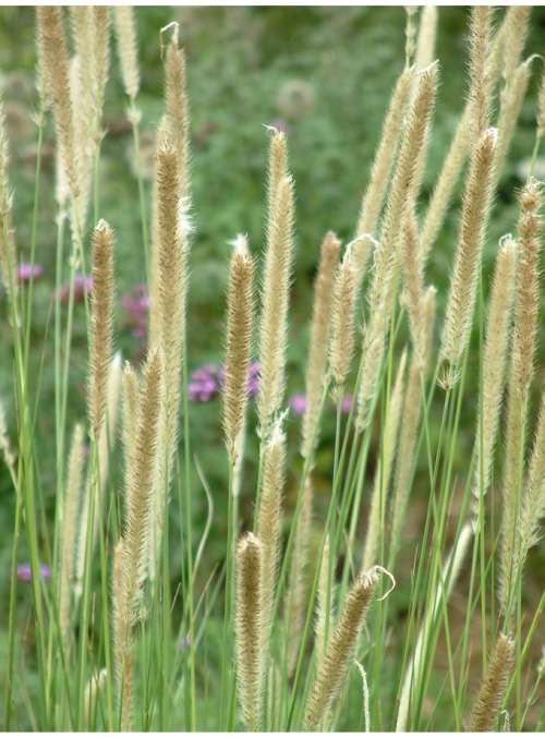 Pennisetum Seeds Macrourum - 10 Pennisetum Seeds