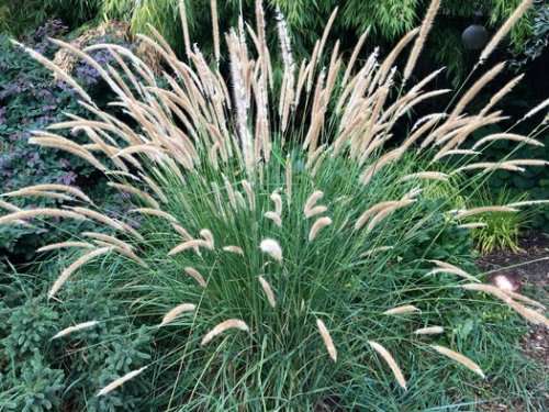 Pennisetum Seeds Macrourum - 10 Pennisetum Seeds