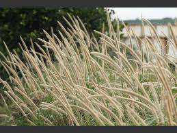 Pennisetum Seeds Macrourum - 10 Pennisetum Seeds