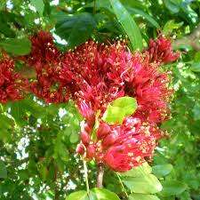 Schotia Brachpetala Seeds - 10 Boer Bean Seeds