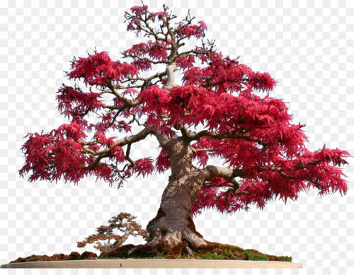 SCHOTIA BRACHPETATA SEEDS - 10 BONSAI SEEDS