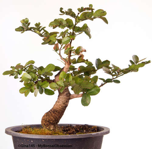 SCHOTIA BRACHPETATA SEEDS - 10 BONSAI SEEDS