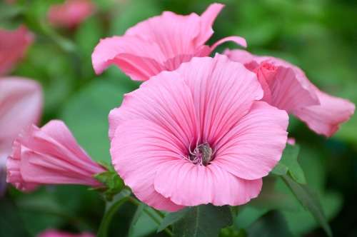 LAVATERA ROSE - 20 LAVATERA SEEDS
