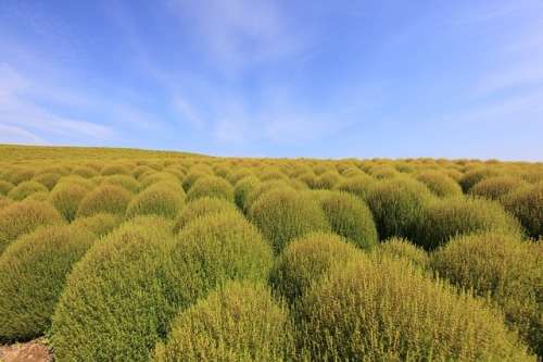 KOCHIA BURNING BUSH - 25 SEEDS
