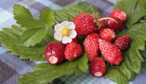 STRAWBERRY SEEDS RED ALPINE - 10 STRAWBERRY SEEDS