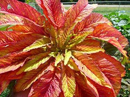 AMARANTHUS SEEDS ILLUMINATION - 10 AMARANTHUS SEEDS