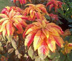 AMARANTHUS SEEDS ILLUMINATION - 10 AMARANTHUS SEEDS