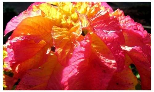 AMARANTHUS SEEDS ILLUMINATION - 10 AMARANTHUS SEEDS