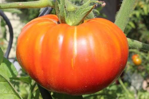 TOMATO SEEDS BEEFSTEAK - 10 TOMATO SEEDS