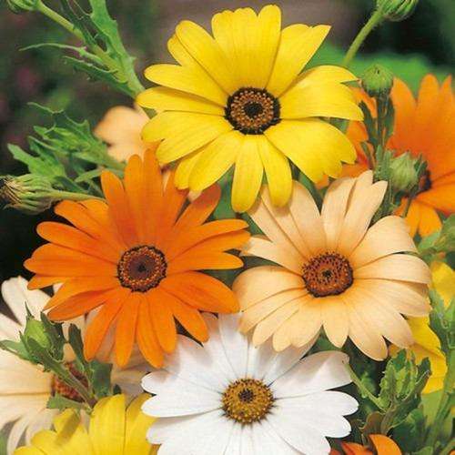 African Daisy Mix - 80 African Daisy Seeds