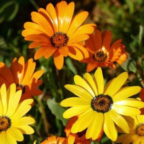 African Daisy Mix - 80 African Daisy Seeds